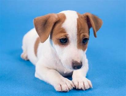 Chiens Jack Russell Chien Mix Boli Dogs