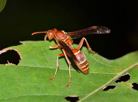 Rimedi e consigli per difendersi in modo naturale. Curiosità sulle vespe: preziose come le api ma considerate ...