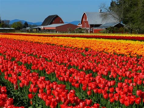 Os campos de tulipas da Holanda – Mais Turismo | Campo de tulipas