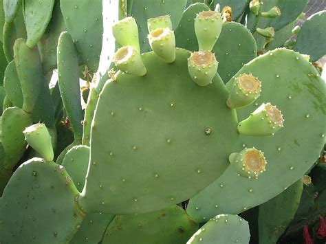 Find photos of prickly pear cactus. Download Spineless Prickly Pear Cactus Gif - Garden World
