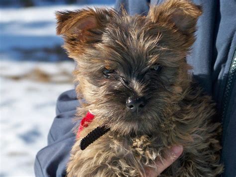 Pet Of The Week Yorkie Puppies Need A Home Burnsville Mn Patch