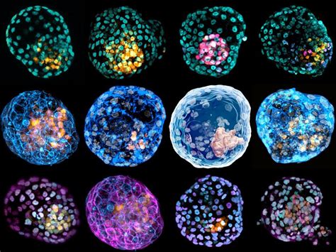 Monash University Scientists Create Worlds First Human Embryo Model
