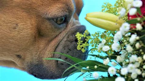 Can Dogs Sense Carbon Monoxide A Deadly Revelation Pet Zesty