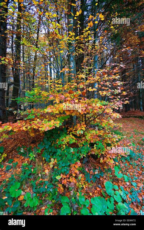 Autumn In Bavarian Forest National Park Bayerischer Wald Bavaria