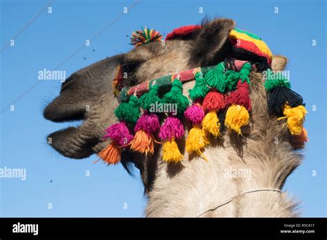 Arabian Camel With Accessories Look In Aswan Egypt Stock Photo Alamy