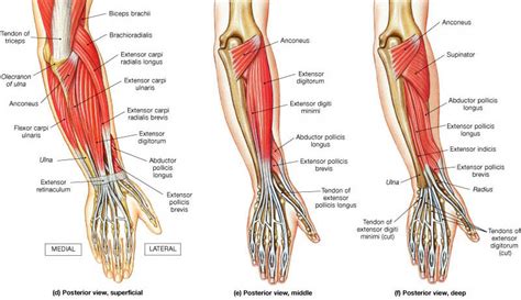 Forearm Muscles Origin Insertion Nerve Supply And Action How To Relief