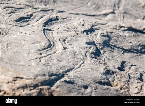 Trace Fossil Hi Res Stock Photography And Images Alamy