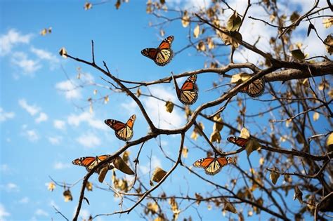 Premium Photo Tree Branch Covered By Monarch Butterflies