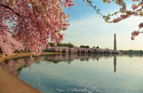 Washington DC Cherry Blossom Wallpaper - WallpaperSafari