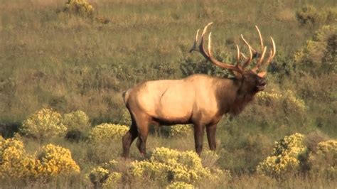 385 Giant Bull Elk Youtube