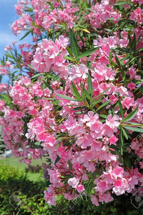 Light Pink Oleander Nerium Oleander Organic 20 Seeds Etsy
