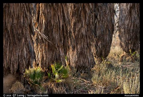 Picturephoto Trunks Of Palm Trees Big Morongo Canyon