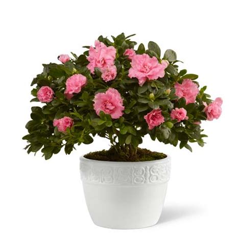 Search for send flowers with us. Pink Azalea Planter at Send Flowers