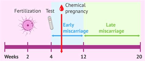 How Many Types Of Miscarriage Are There And How Do They Differ