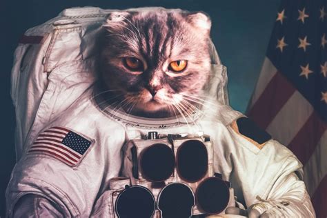 2701 Space Names For Cats Wise Kitten