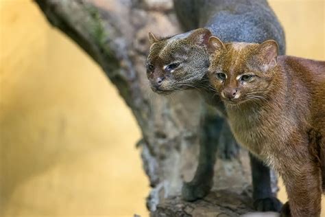 11 Stunning South American Wild Cats