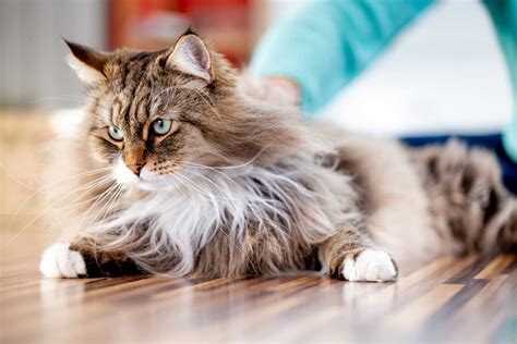 The 10 Largest Domesticated Cat Breeds