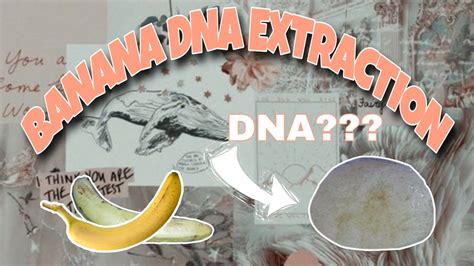 Banana Dna Extraction 🍌 Youtube