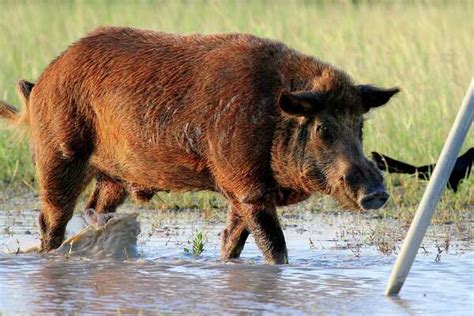 Warthog Invasion Grows In South Texas