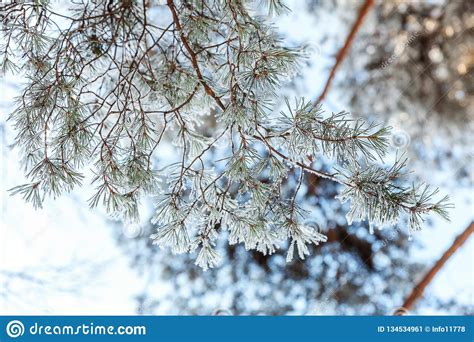 Frosty Pine Tree Branch In Snowy Forest Cold Weather In Sunny Morning