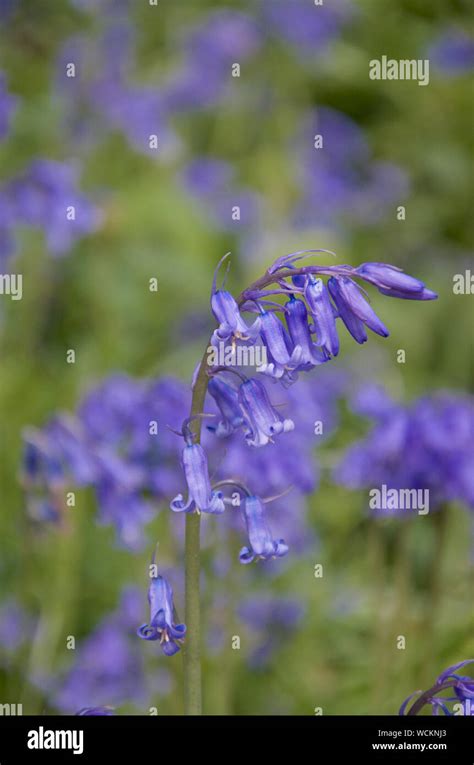 Single Stem Of English Bluebell In Flower Stock Photo Alamy