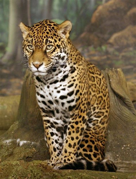 jaguar hayvan
