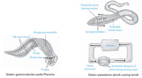 …sistem saraf manusia di kelas xi sma swasta yapim medan budianto best journal biology education sains and technology incoming search terms gambar 2 2 susunan saraf manusia nugroho 2013 1. Sistem Peredaran Darah Hewan Vertebrata & Invertebrata ...