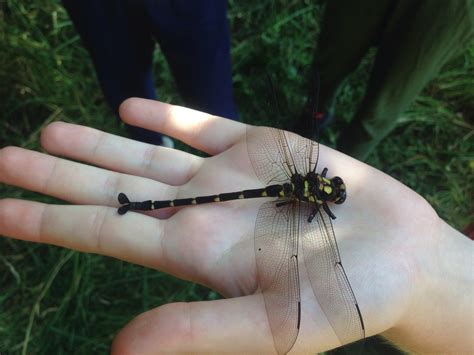 Bush Giant Dragonfly — Science Learning Hub