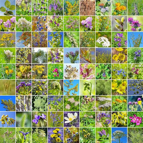 Wild Medicinal Plants Of Siberia Stock Photo By ©starover64 81549566