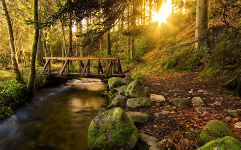 Forest Trees Creek Trail Bridge Stones Sun Rays Wallpaper