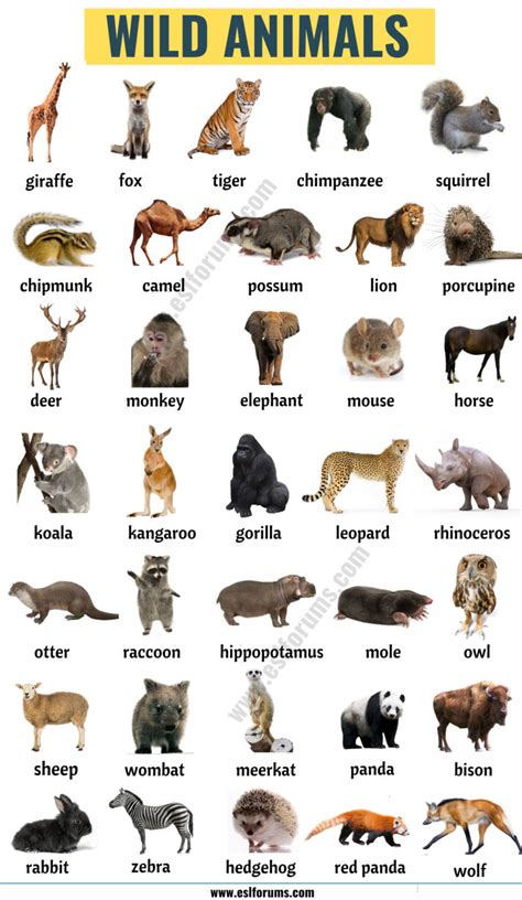 Wild Animals List Of 45 Wild Animals Names In English Esl Forums