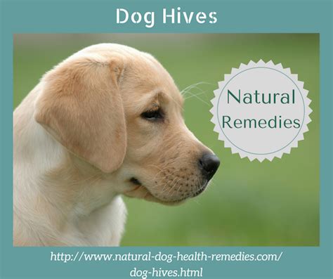 Dog Hives Urticaria Dog Fever Dog Hives Dog Remedies