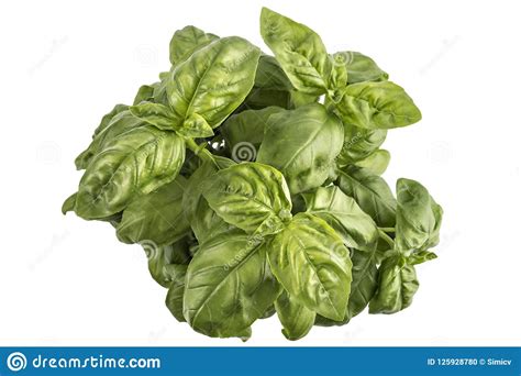 Basil Herb Leaves In A Pot Stock Photo Image Of Garden 125928780