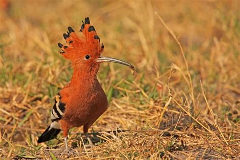 Birds On Safari 10 Most Common African Birds In The Savanna