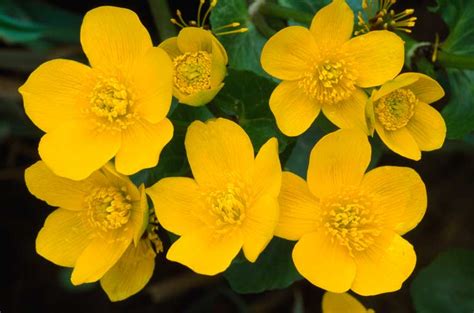 Top 30 Beautiful Yellow Flowers Names List With Pictures Updated 2023