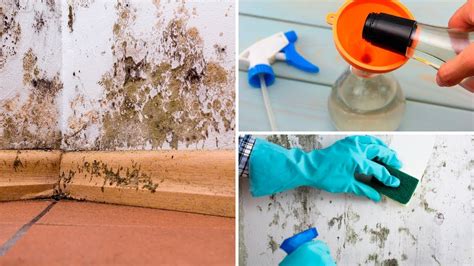 How To Get Rid Of Black Mold Naturally Youtube