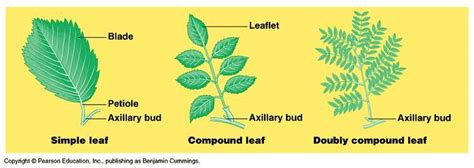 Image Result For Compound Vs Simple Leaves Simple Leaf Leaves