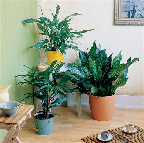 It does really well in low light and can also tolerate lower temperatures. Easy-Care Indoor Plants - Sunset Magazine