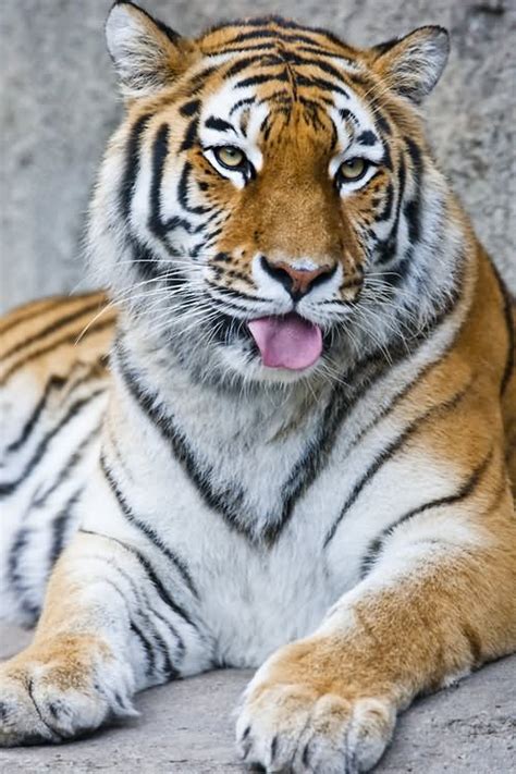 Most Funniest Tiger Face Pictures And Images Funnyexpo