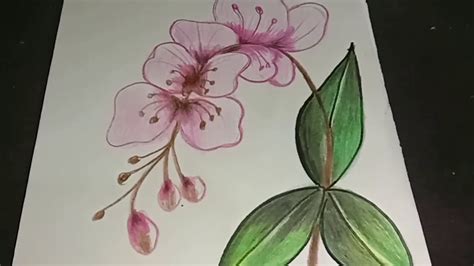 Detail Gambar Sketsa Bunga Anggrek Berwarna Koleksi Nomer 3