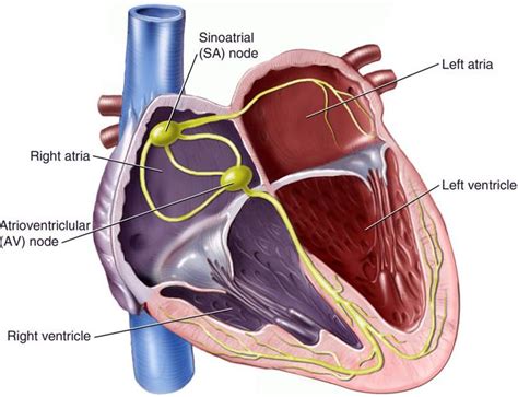 Heart Or Natural Pacemaker 1 Download Scientific Diagram