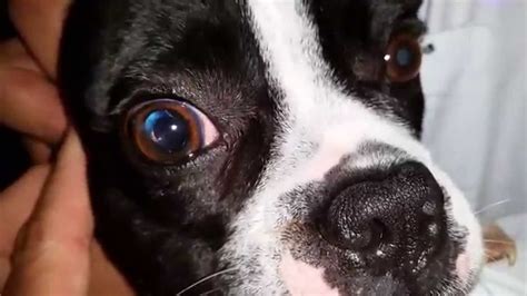 French Bulldog 3 Months After Cataract Surgery Right Eye Youtube