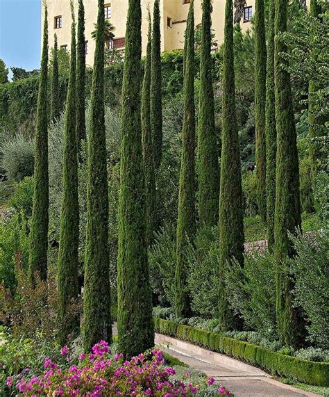 Cypress trees, related to sequoia trees, can live for hundreds of years. Italian Cypress is a strikingly thin tall and straight ...