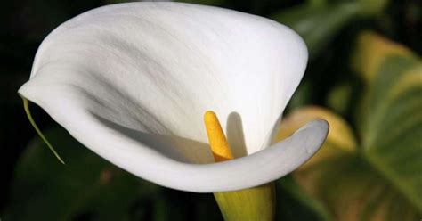 Calla Lilies Meanings And Symbolisms WhenYouGarden Com
