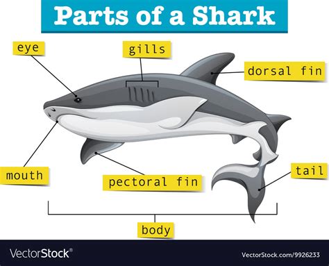 Diagram Showing Parts Shark Royalty Free Vector Image