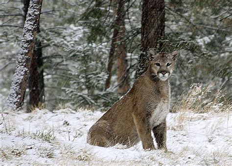 What Should You Do If You Encounter A Mountain Lion Colorado Virtual