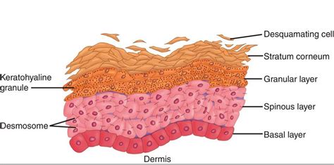 Which Is The Correct Order Of Epidermal Layers From Deep To Superficial