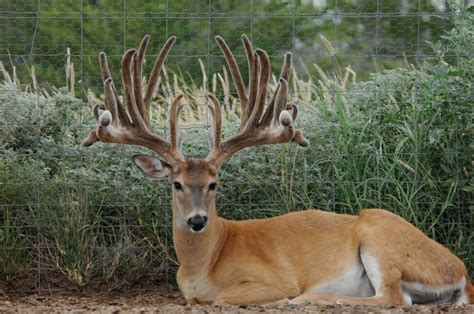 Whitetail And Exotic Breeding Part 1 Ox Ranch