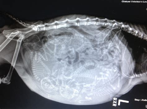 X Ray Of A Pregnant Cat
