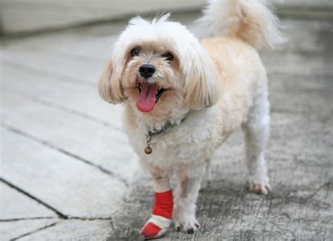 What Causes A Dogs Front Legs To Give Out